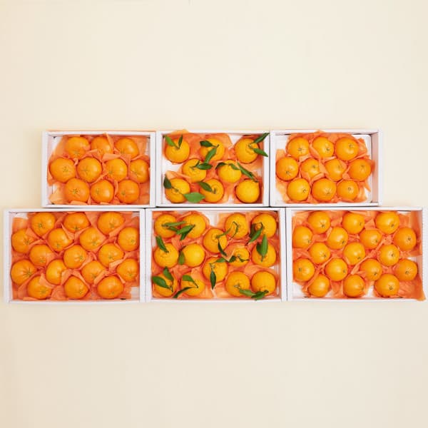 제주 감귤+한라봉 혼합세트 5kg 썸네일 2