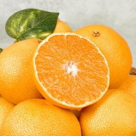 제주 한라봉 2kg (6-8과)