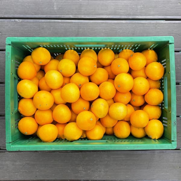 제주 한라봉 2kg (6-8과) 썸네일 3