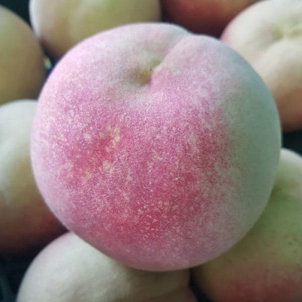 영천 백도 복숭아 3kg 썸네일 2