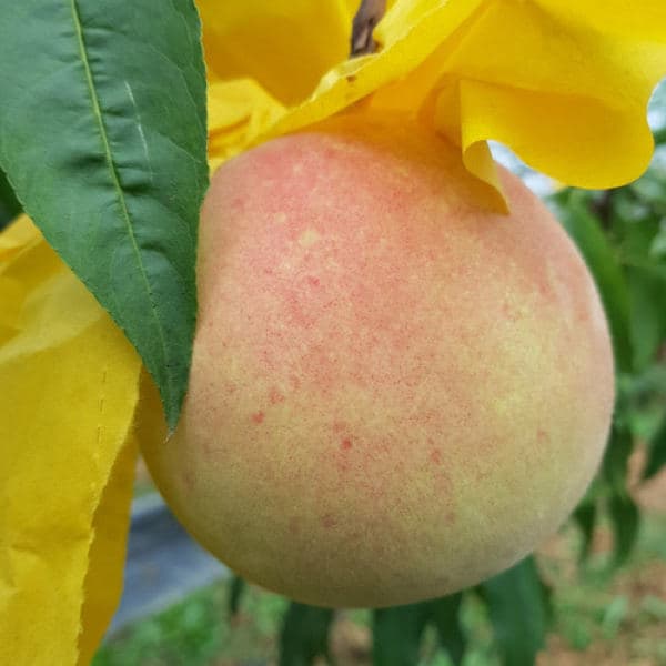 영천 백도 복숭아 3kg 썸네일 3