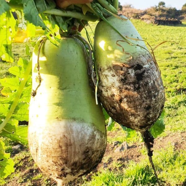 국내산 무 1개 (약 1.5kg) 썸네일 2