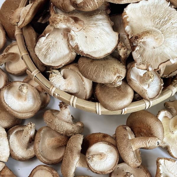 국내산 표고버섯 썸네일 2